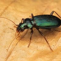 Ground Beetle 